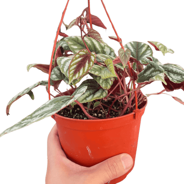 Begonia Rex Vine - 6&quot; Pot - Ethereal Company