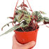 Begonia Rex Vine - 6" Pot - Ethereal Company