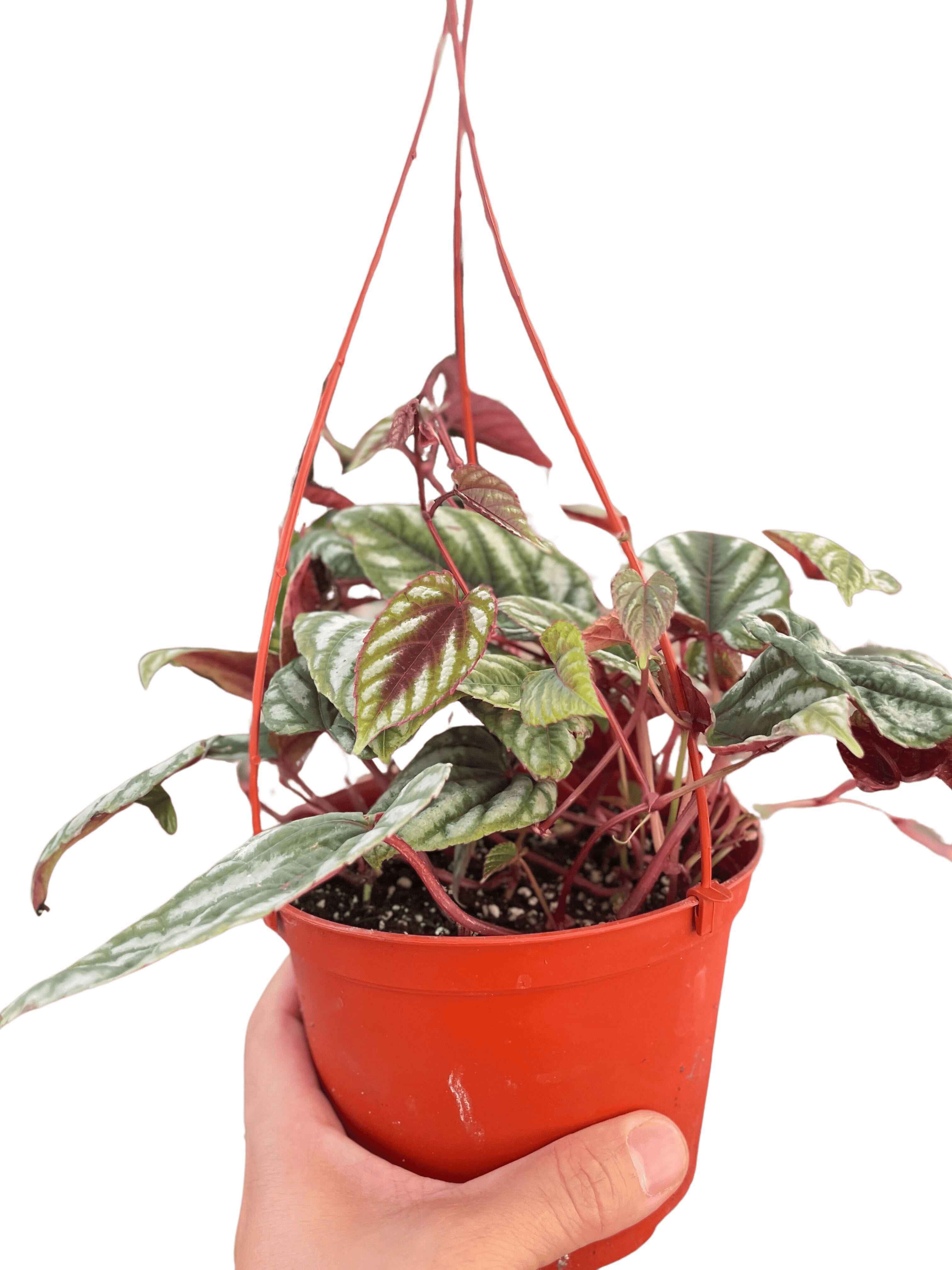Begonia Rex Vine - 6&quot; Pot - Ethereal Company