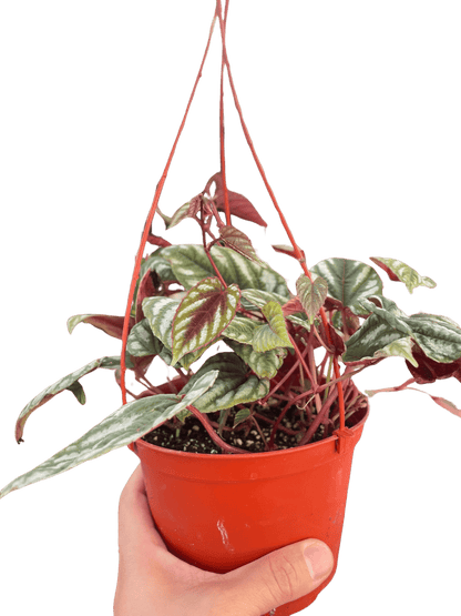Begonia Rex Vine - 6&quot; Pot - Ethereal Company