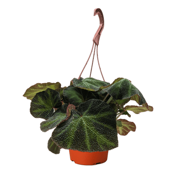 Begonia &