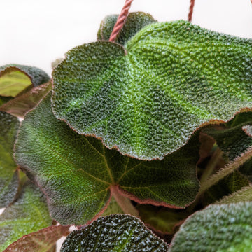 Begonia &