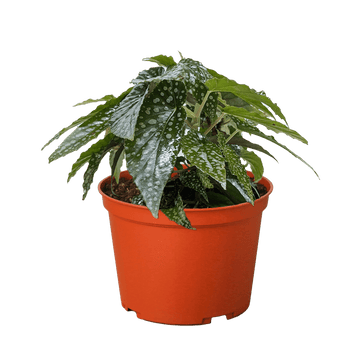 Begonia &