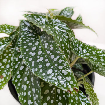Begonia &