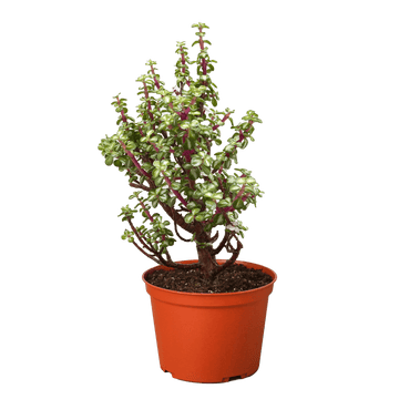 Bonsai Jade Dwarf Rainbow - Ethereal Company-Indoor Plants