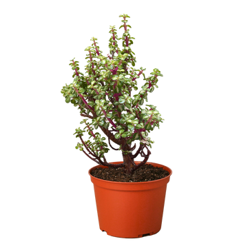 Bonsai Jade Dwarf Rainbow