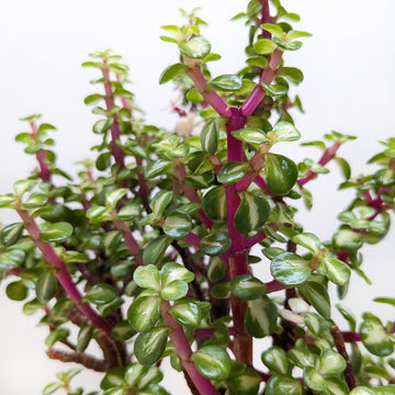 Bonsai Jade Dwarf Rainbow - Ethereal Company-Indoor Plants