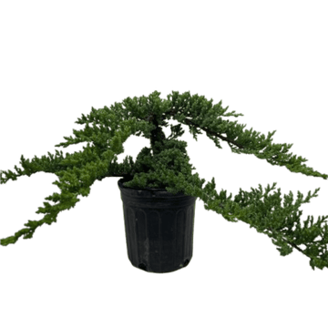 Bonsai Juniper - Ethereal Company
