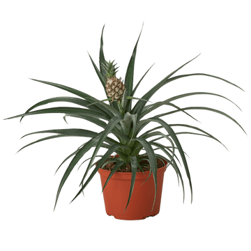Bromeliad &