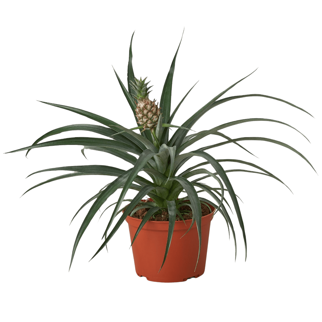 Bromeliad &