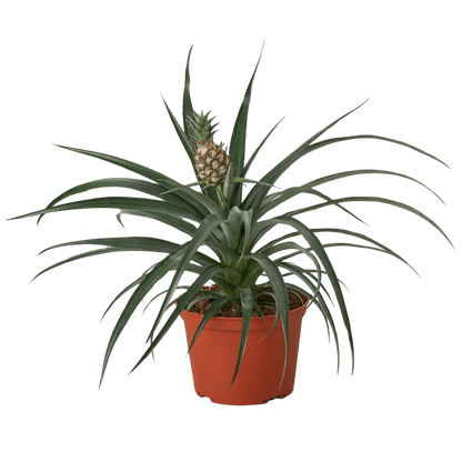 Bromeliad &