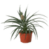 Bromeliad &
