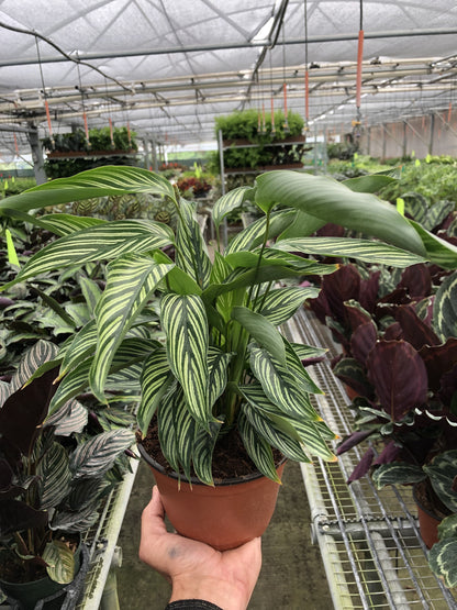 Calathea &