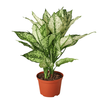 Chinese Evergreen &