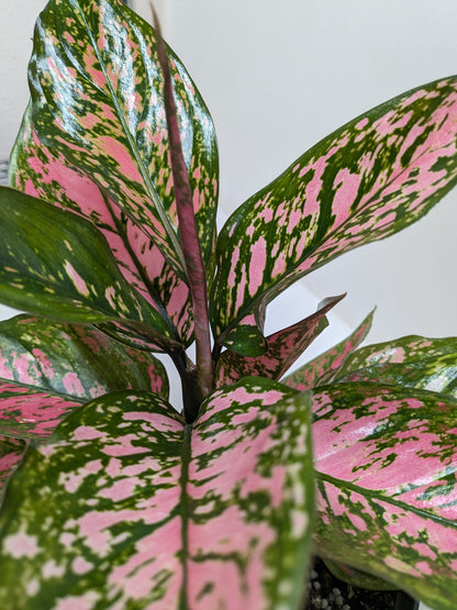 Chinese Evergreen &