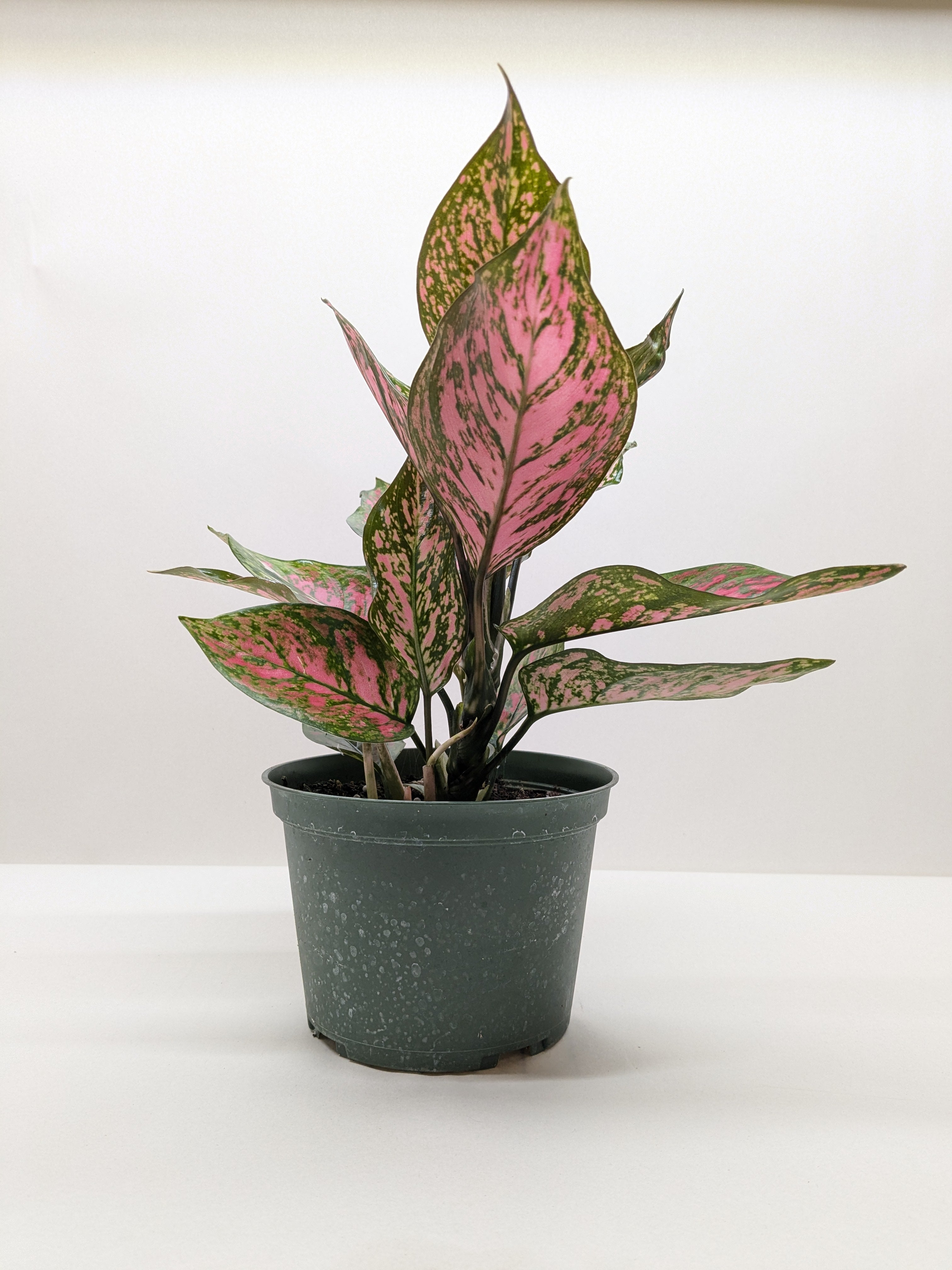Chinese Evergreen &