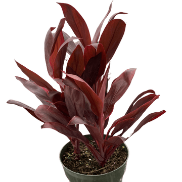 Cordyline &