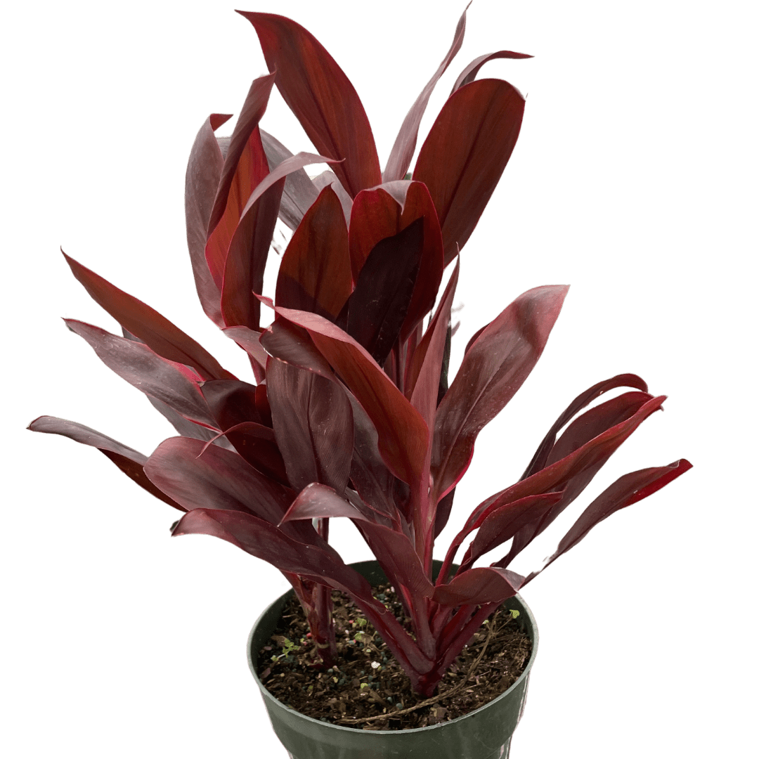 Cordyline &