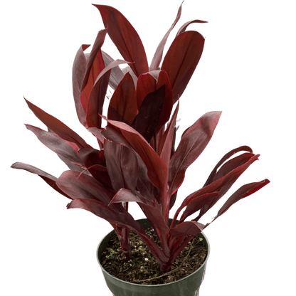 Cordyline &
