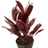 Cordyline &
