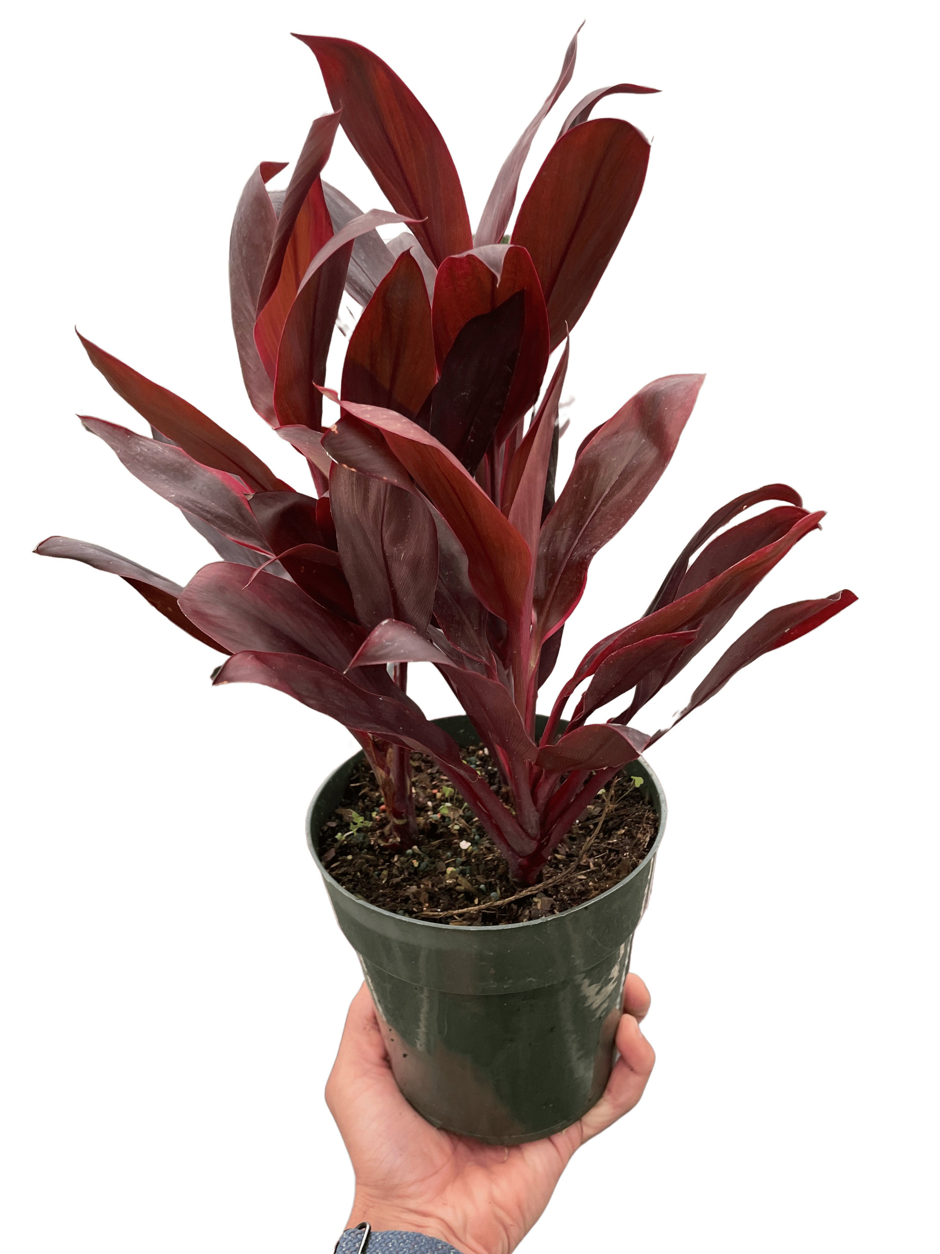 Cordyline &
