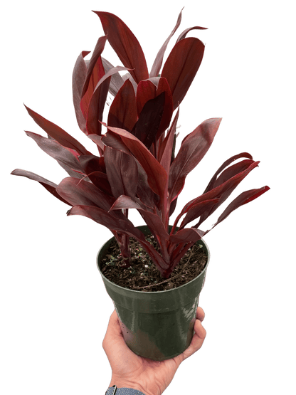 Cordyline &