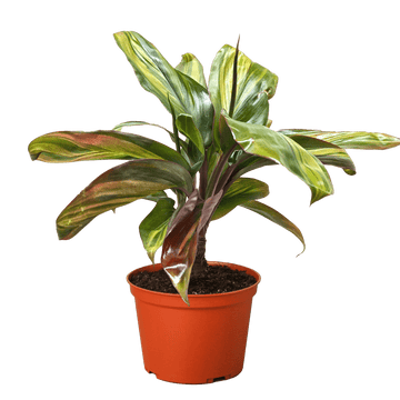 Cordyline Willies Gold - Ethereal Company-