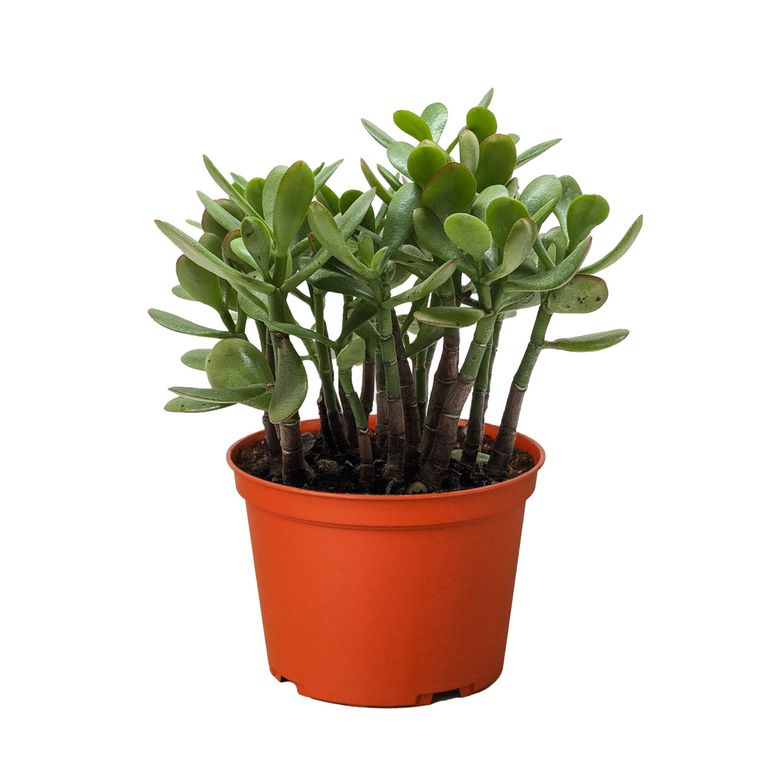 Succulent Crassula &