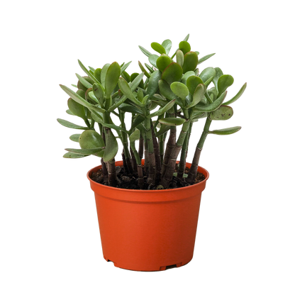 Succulent Crassula &