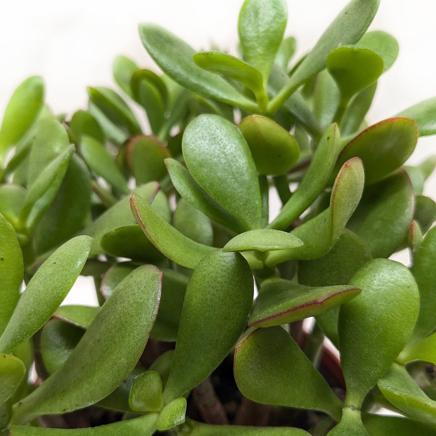 Succulent Crassula &