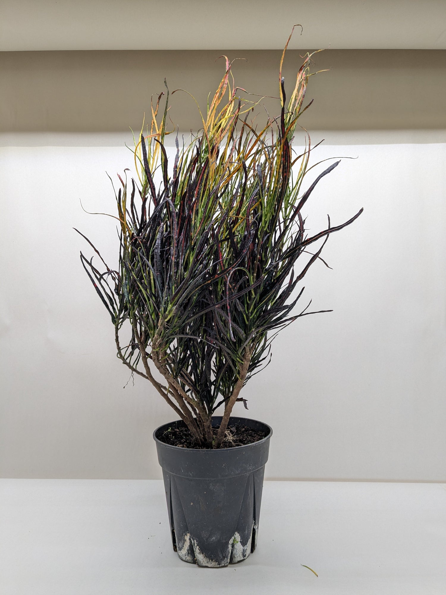 Croton &