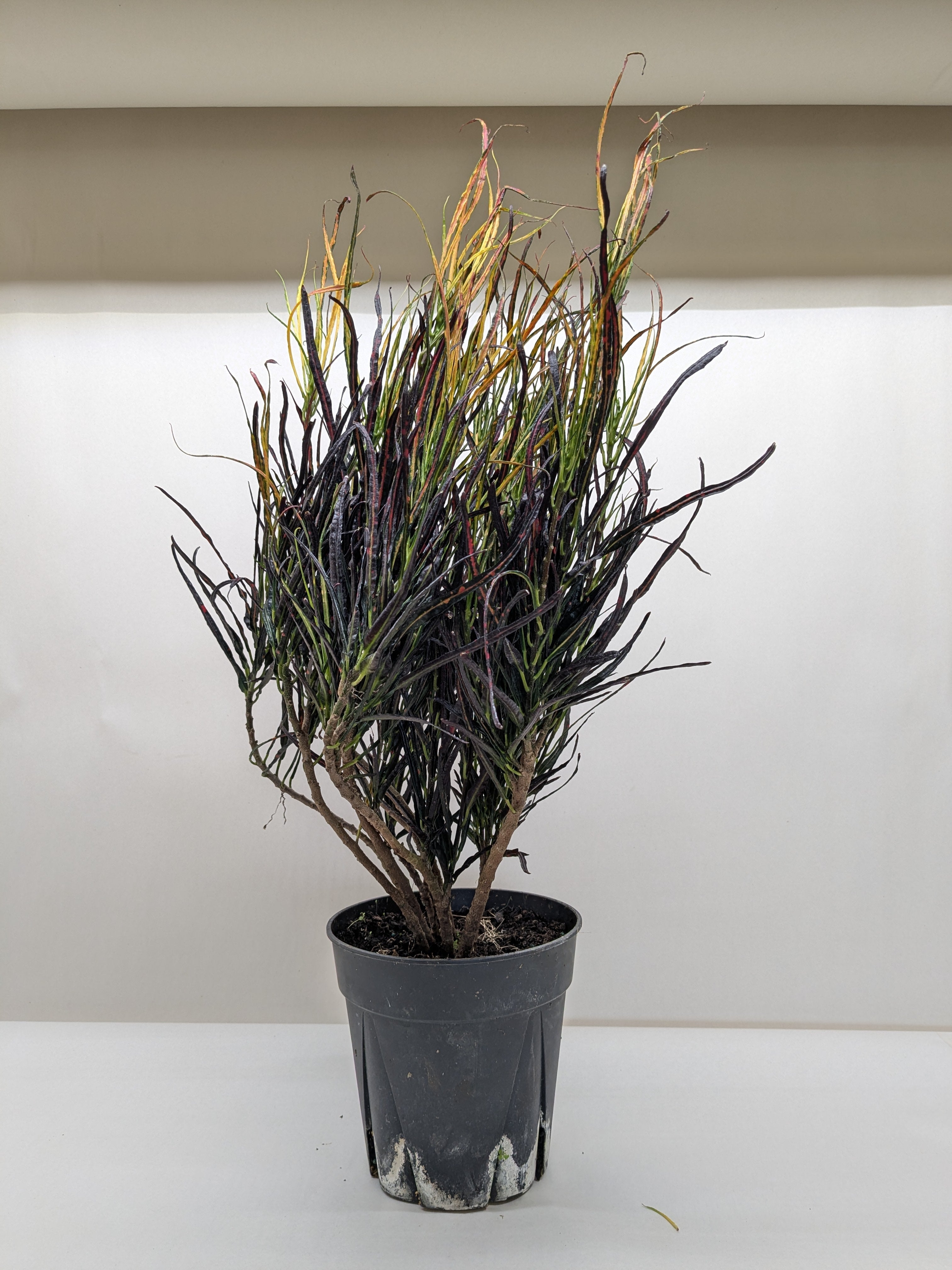 Croton &