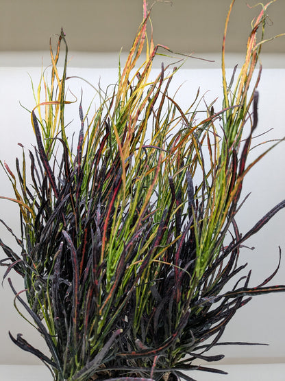 Croton &
