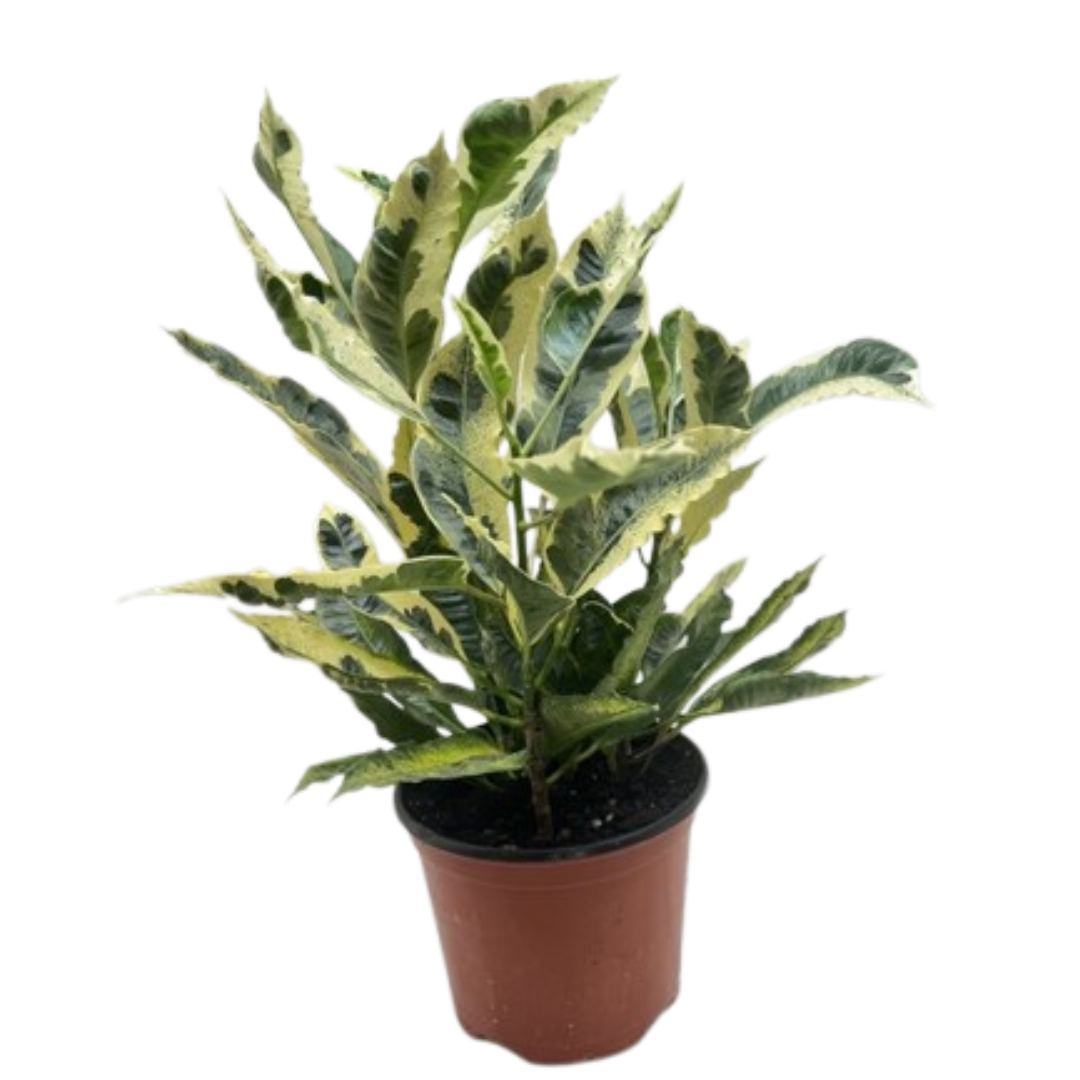 Croton &