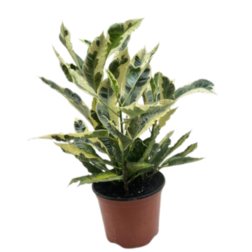 Croton &