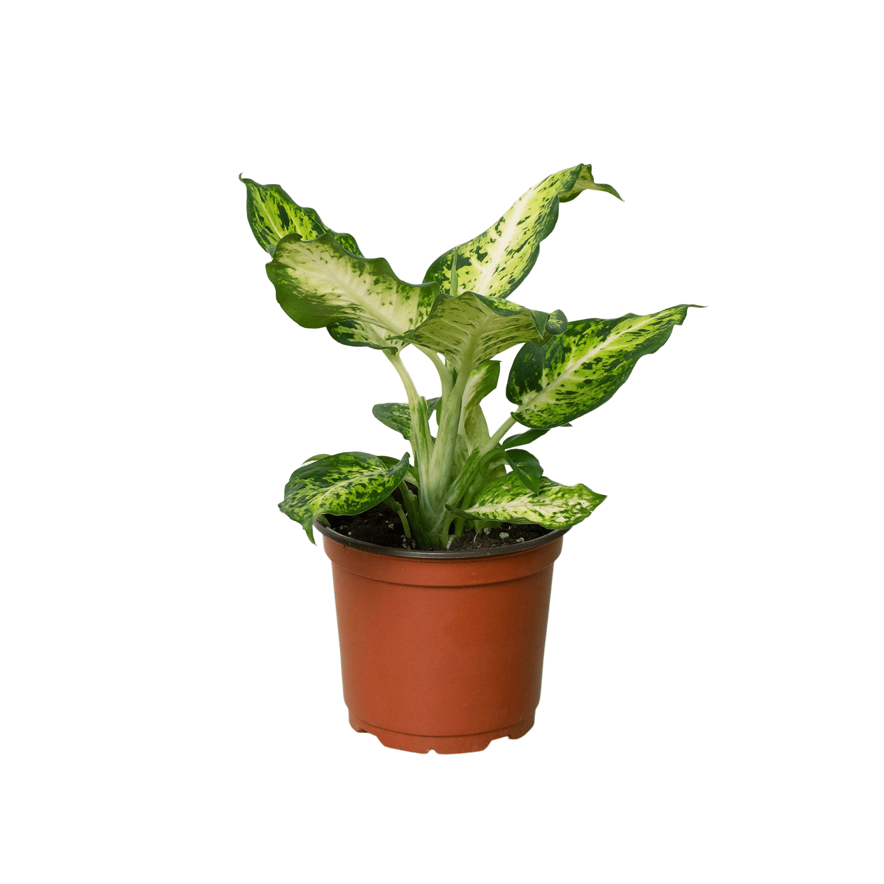 Ethereal Company Dieffenbachia Amy - Thumbnail 2