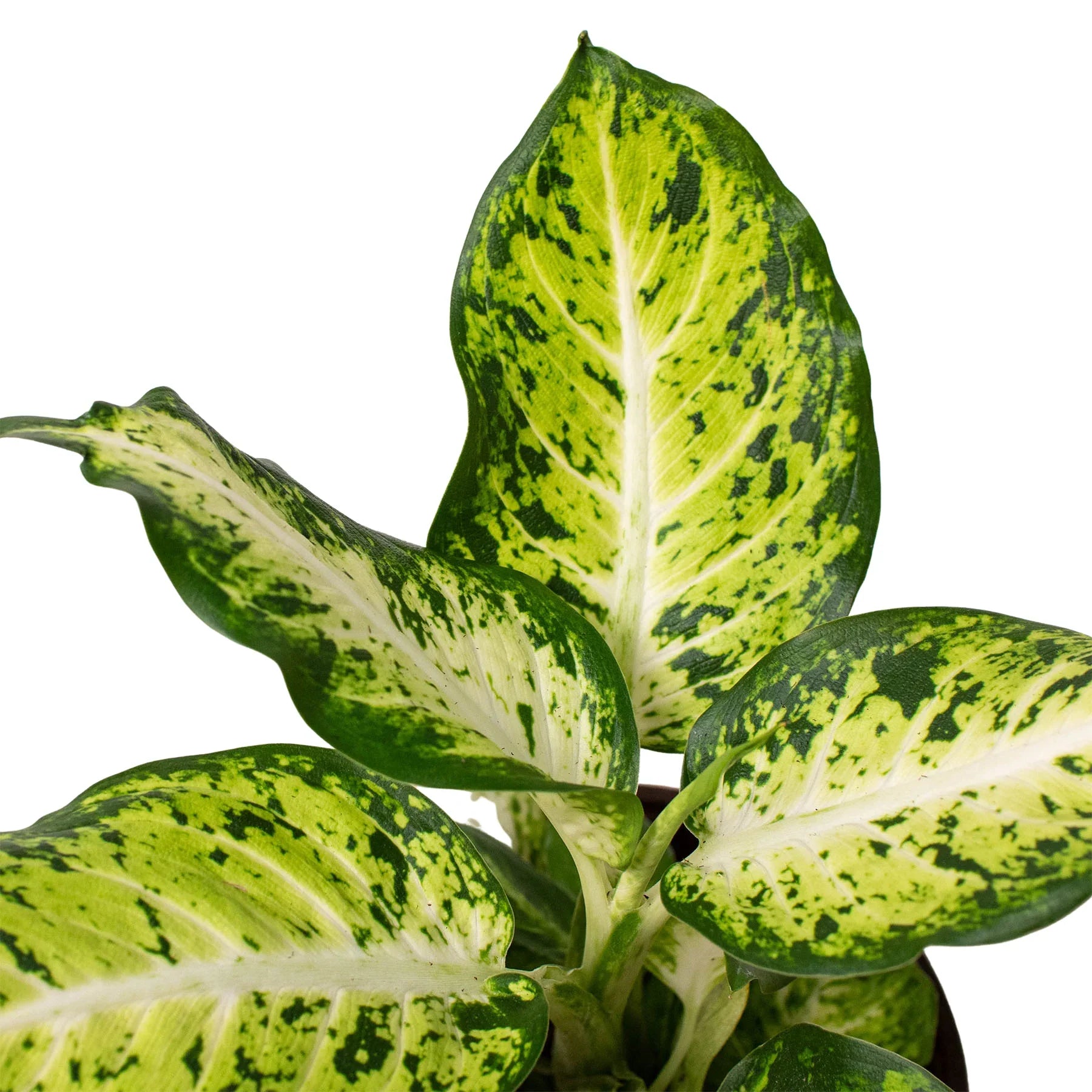 Ethereal Company Dieffenbachia Amy