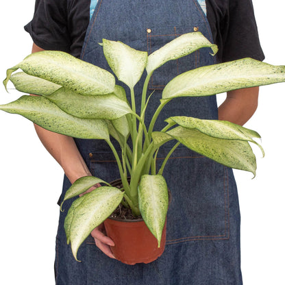 Dieffenbachia &