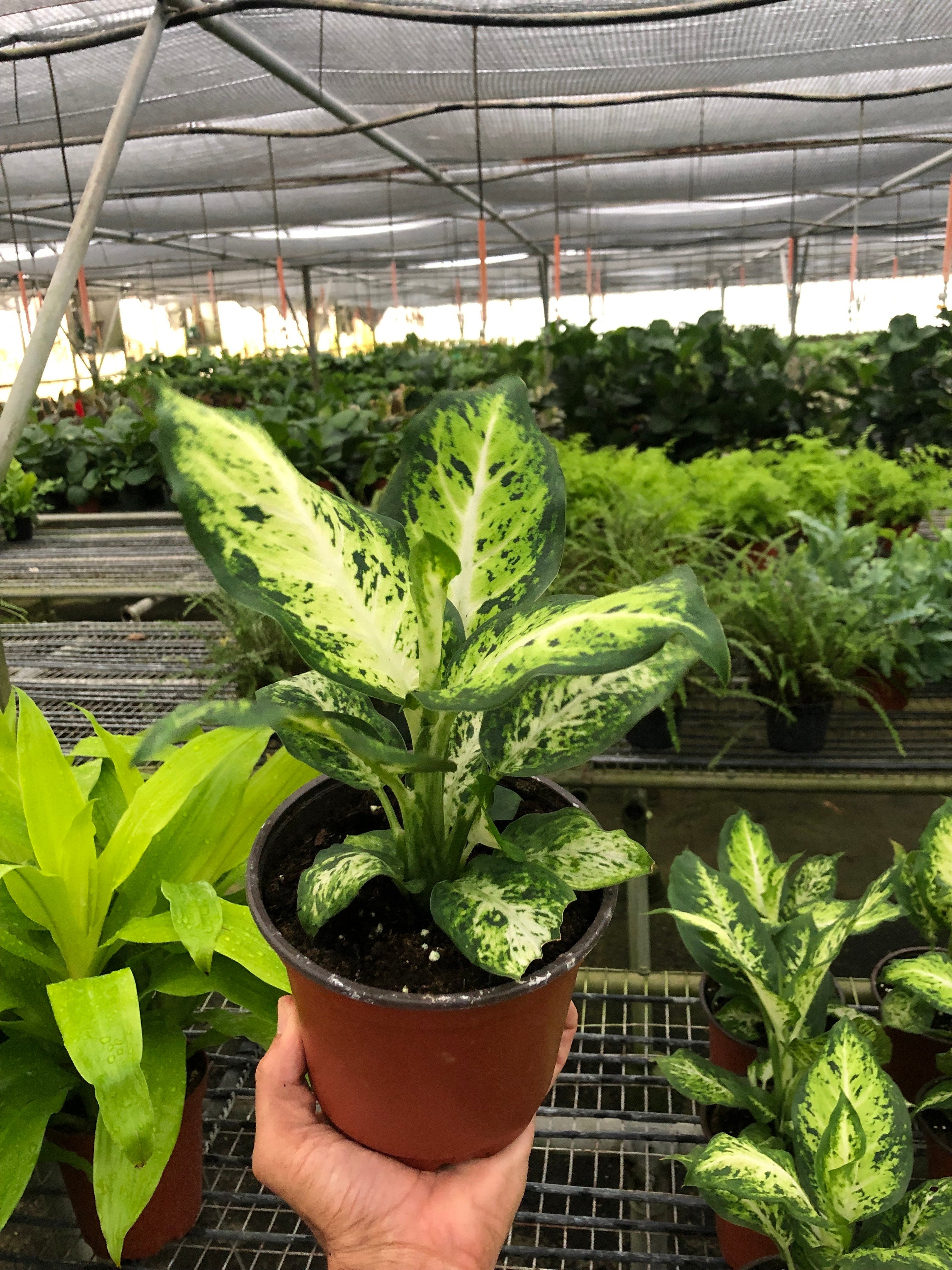 Ethereal Company Dieffenbachia Amy - Thumbnail 3