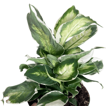 Dieffenbachia &