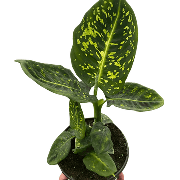 Dieffenbachia &