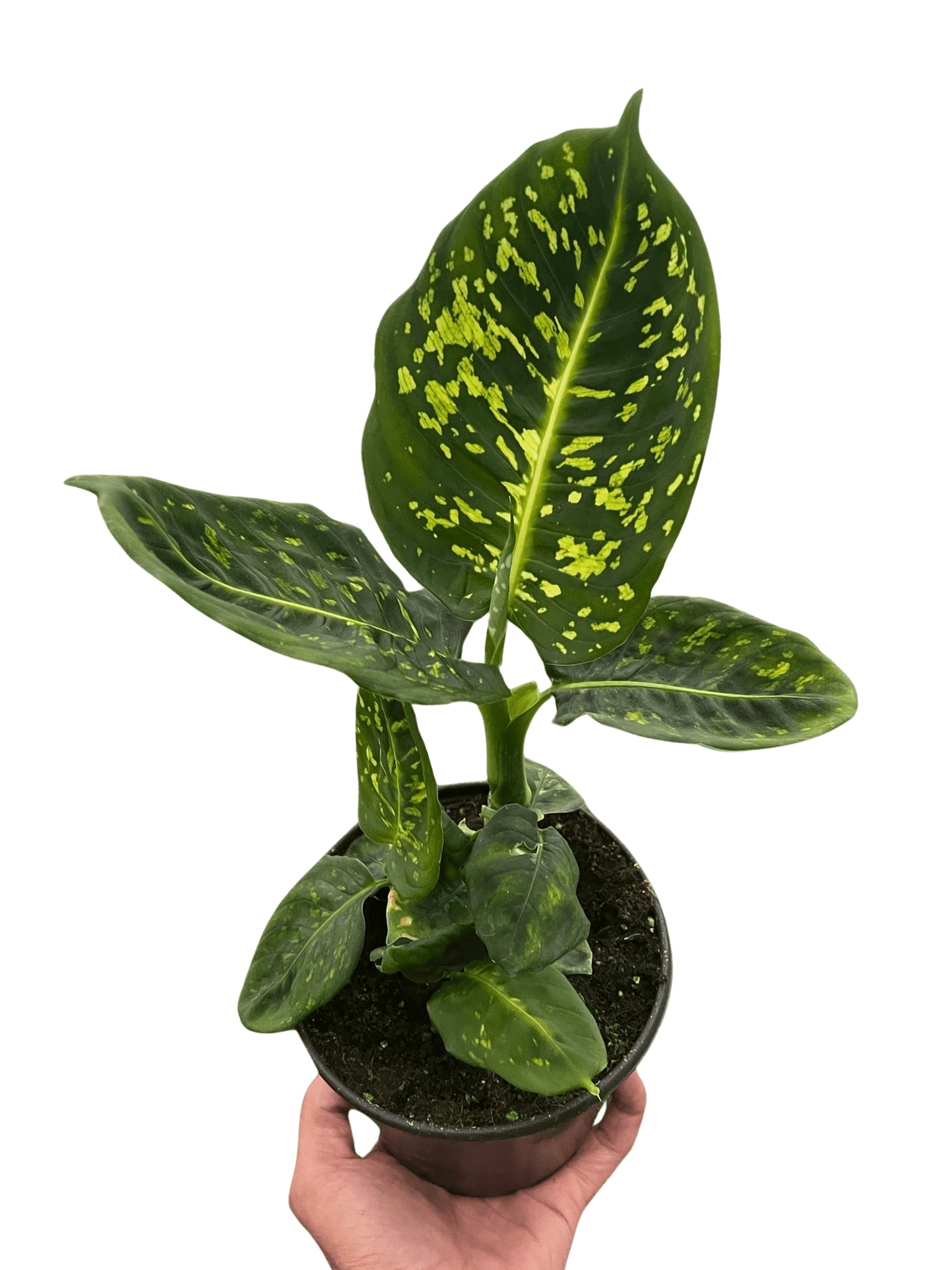 Dieffenbachia &