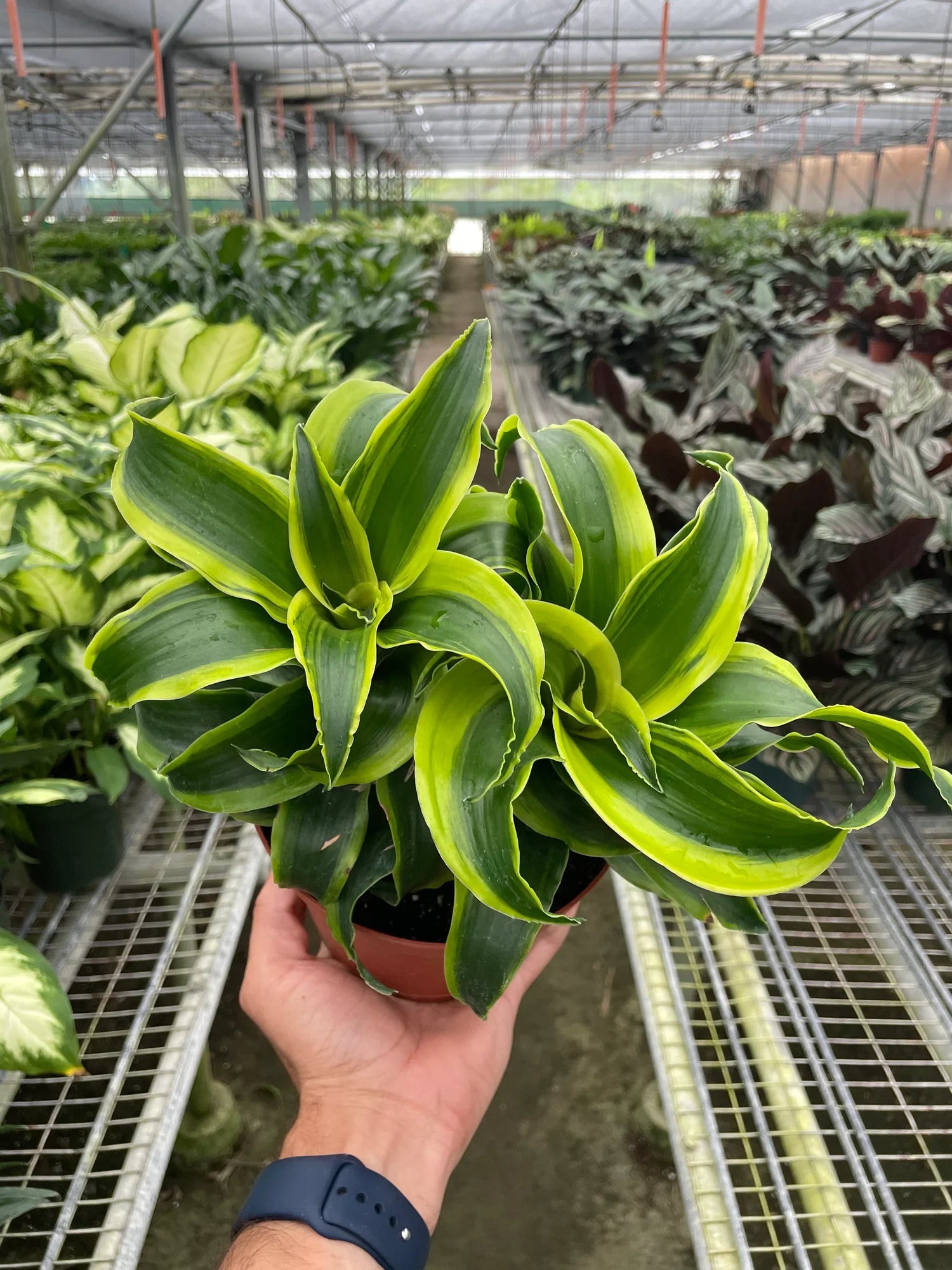 Dracaena &
