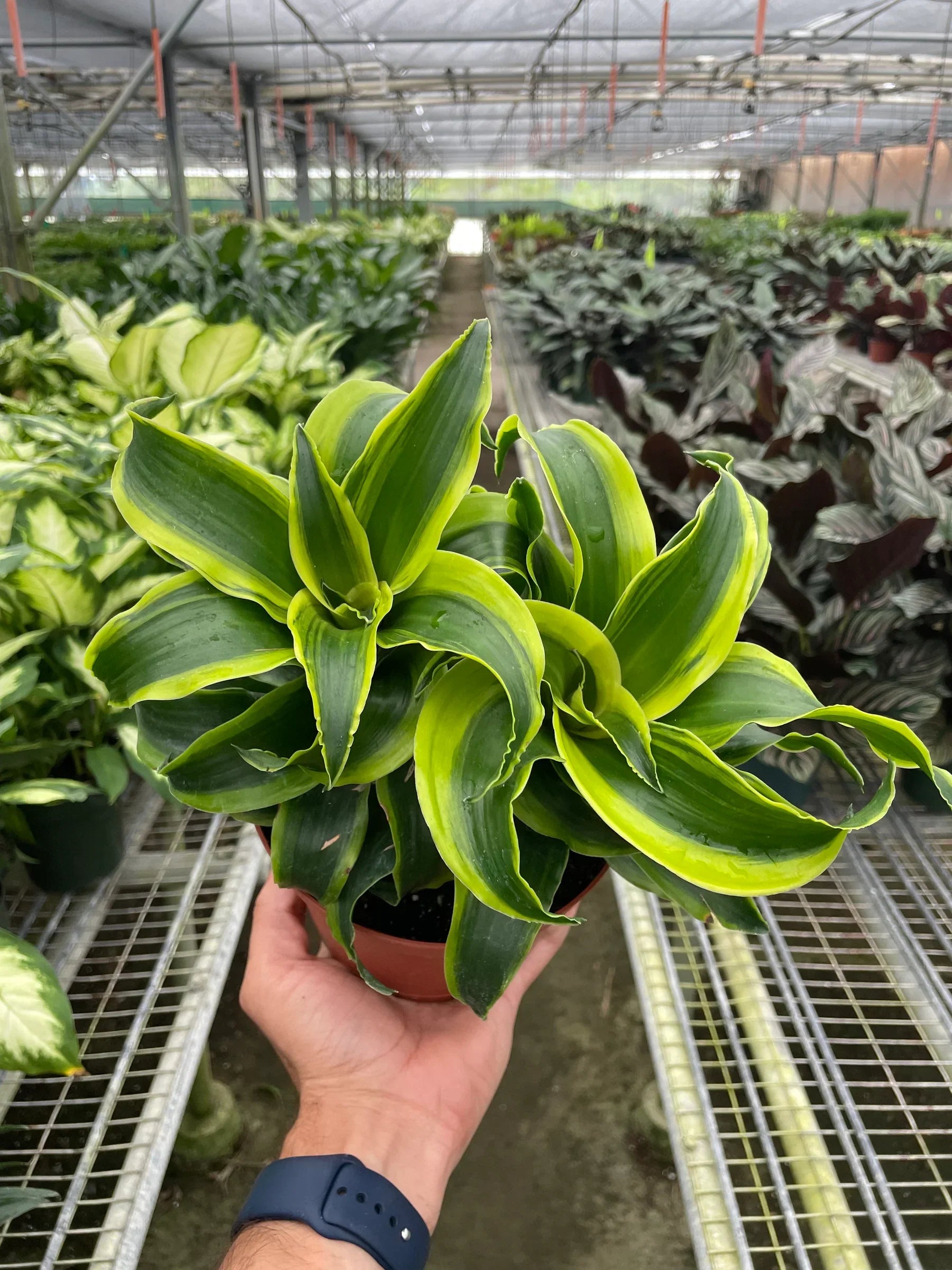Dracaena &