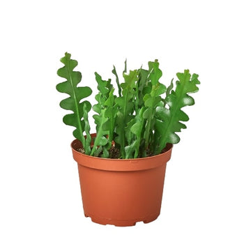 Epiphyllum &