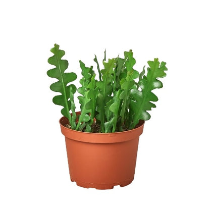 Epiphyllum &