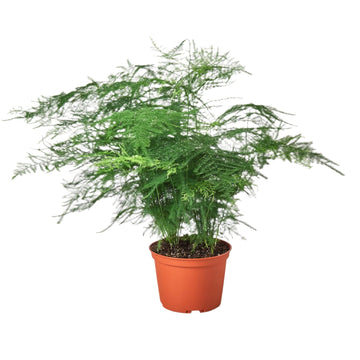 Fern Asparagus &