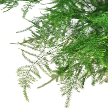 Fern Asparagus &