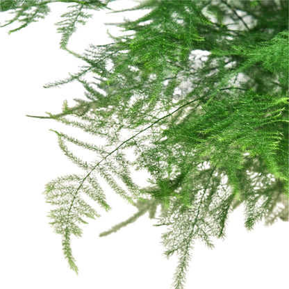 Fern Asparagus &