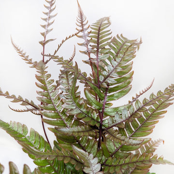 Fern &